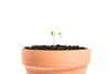Clay Plant Pot